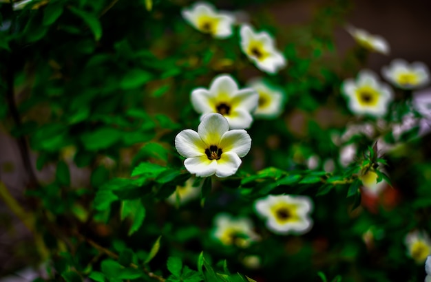 Witte bloemen bloeien in het park.