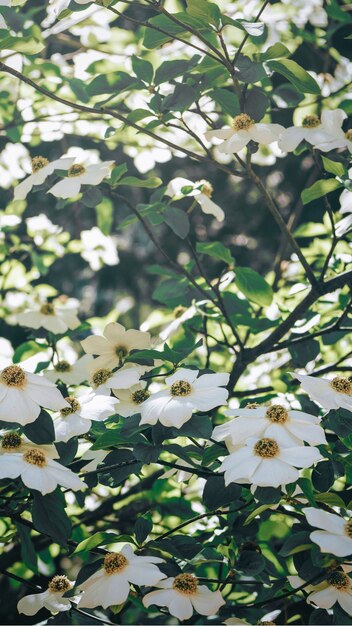 Witte bloemen bloeien op een boom mobiel schermbehang