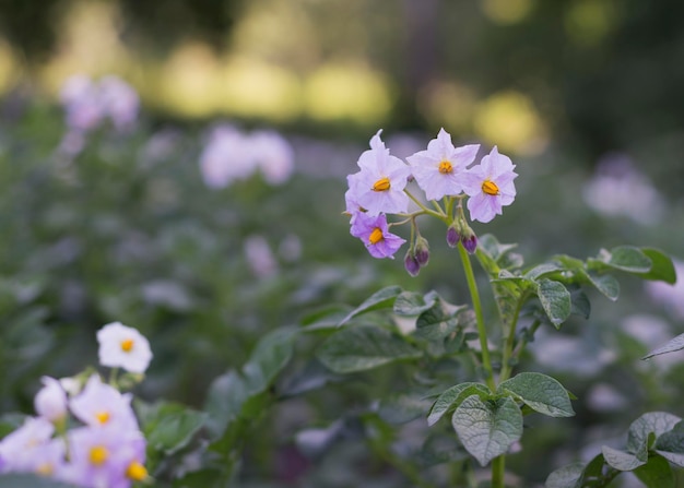 Witte bloemen bloeiende aardappelplant