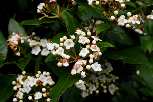 witte bloemen boom