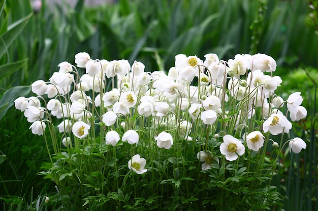 Witte bloemen bos lentetuin decor.