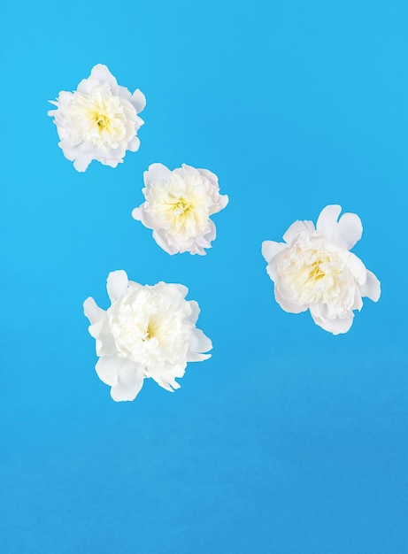 Witte bloemen drijvend op een abstracte blauwe achtergrond