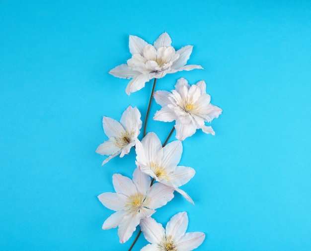 Witte bloemen en groene bladeren van clematissen