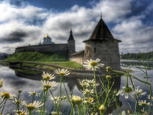 Witte bloemen groeien aan de oever van de rivier tegen pskov krom