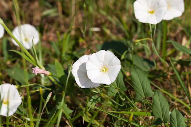 Witte bloemen groeien in de lente en zomer