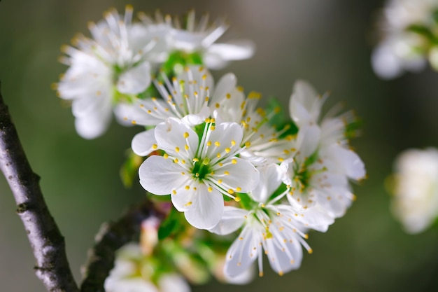 Witte bloemen in bloesem