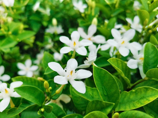 Witte bloemen in de ochtend