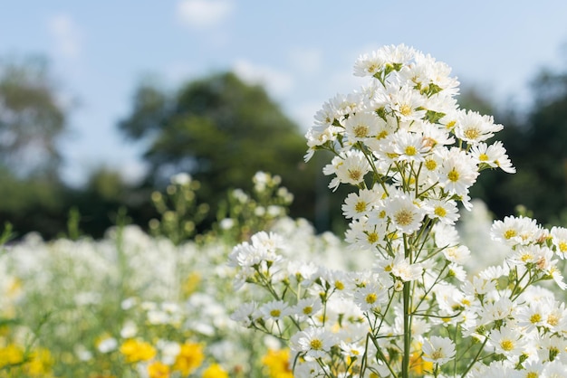 Foto witte bloemen in de tuin op blauwe hemelachtergrond