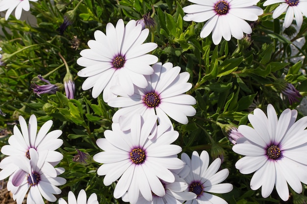 Foto witte bloemen in de tuin