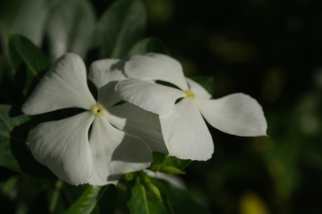 witte bloemen in de zon