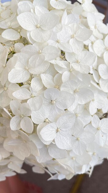 Foto witte bloemen in een vaas.