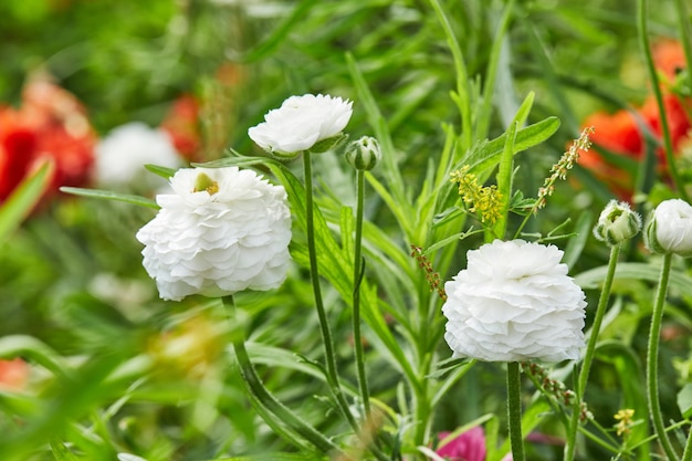 Witte bloemen in het veld