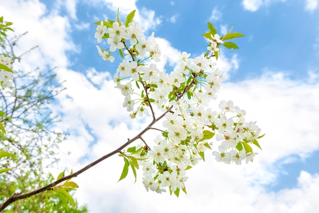 Witte bloemen kers met blauwe lucht