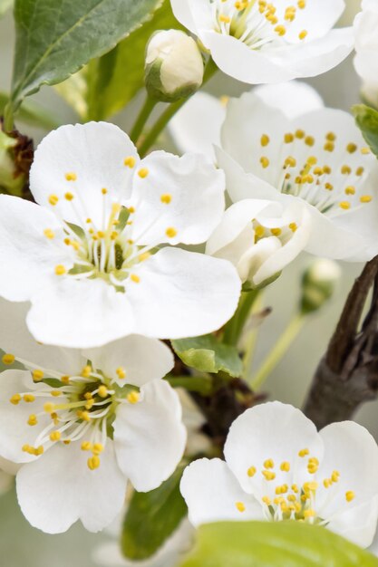 Witte bloemen Kersenbloesem Landschap natuur Tuinieren