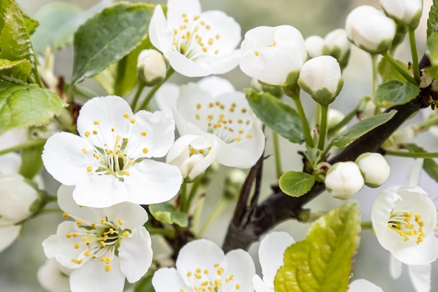 Witte bloemen Kersenbloesem Landschap natuur Tuinieren