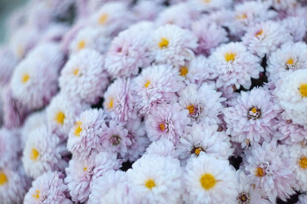 witte bloemen macrofotografie, close-up