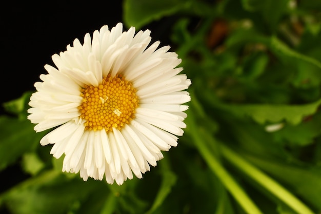 Witte bloemen madeliefjes op een zwarte muur