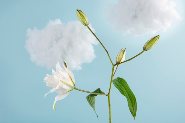 Foto witte bloemen met blauwe achtergrond en wolken