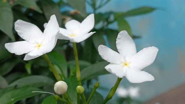 Witte bloemen met gele harten op een groene achtergrond