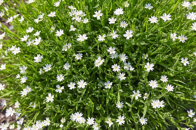 Witte bloemen met groene stelen