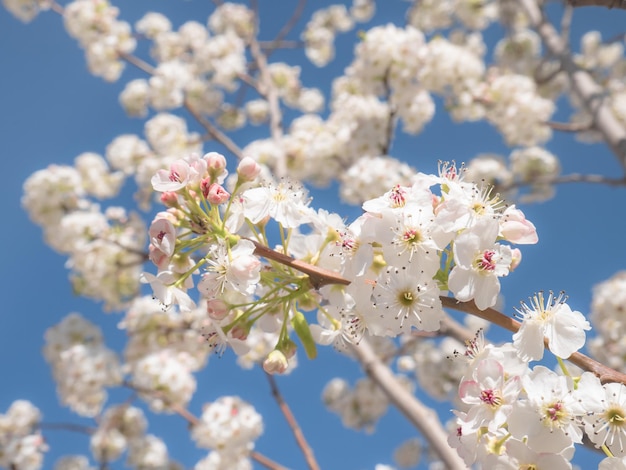 Witte bloemen met paarse accenten op de takken van een pruimenboom (Prunus domestica) op een mooie zonnige dag met een blauwe lucht op de achtergrond in het vroege voorjaar