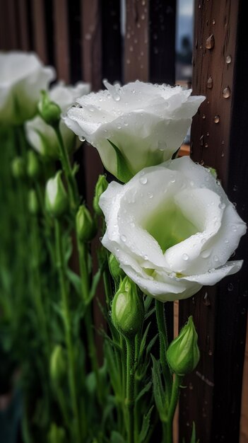 Witte bloemen met regendruppels op de bodem