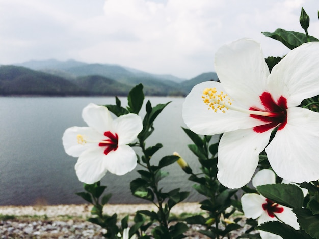 Witte bloemen met vaag beeld van meer en bergen selectieve nadruk als achtergrond.