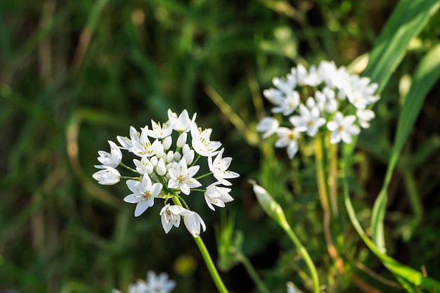 Witte bloemen Napels Knoflook