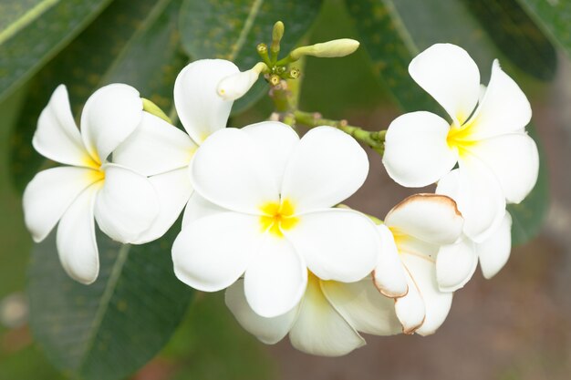 Witte bloemen op bomen