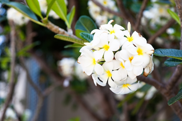 Witte bloemen op bomen