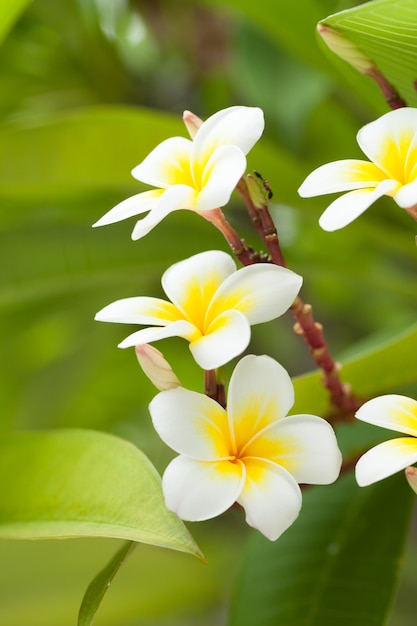 Witte bloemen op bomen