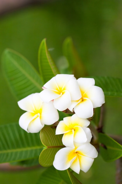 Witte bloemen op bomen