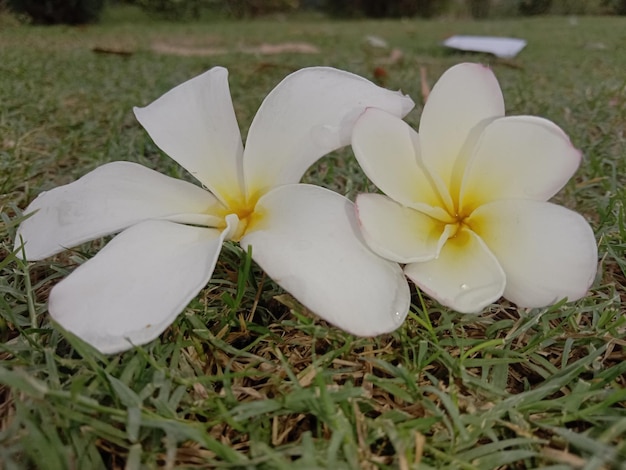 Witte bloemen op de grond