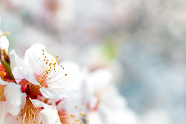 Witte bloemen op de lentepruimboom met zachte blauwe bokehachtergrond