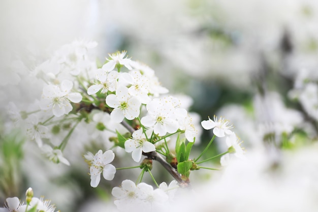 Witte bloemen op een groene struik Lente kersen appelbloesem De witte roos staat in bloei