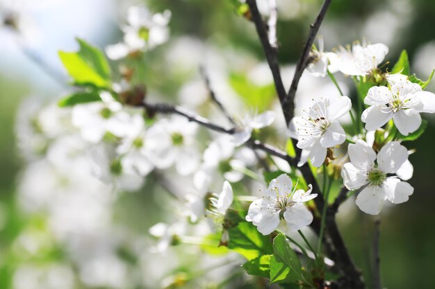 Witte bloemen op een groene struik Lente kersen appelbloesem De witte roos staat in bloei