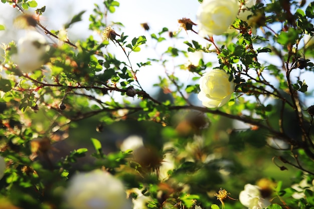 Witte bloemen op een groene struik Lente kersen appelbloesem De witte roos staat in bloei