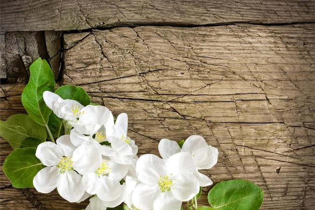 Witte bloemen op een houten achtergrond