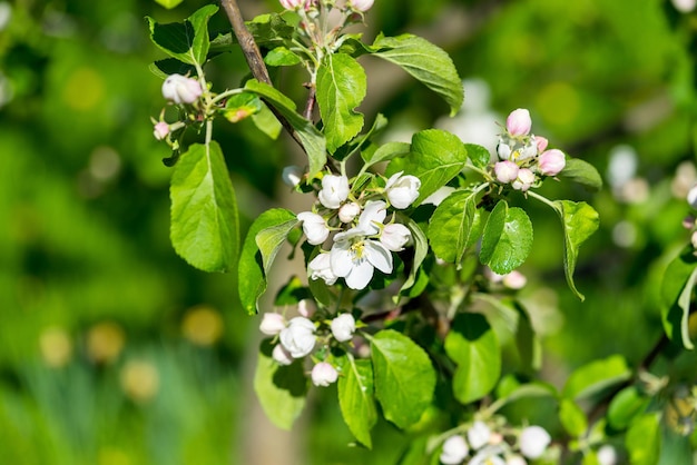 Witte bloemen op een tak van de tot bloei komende appelboomclose-up