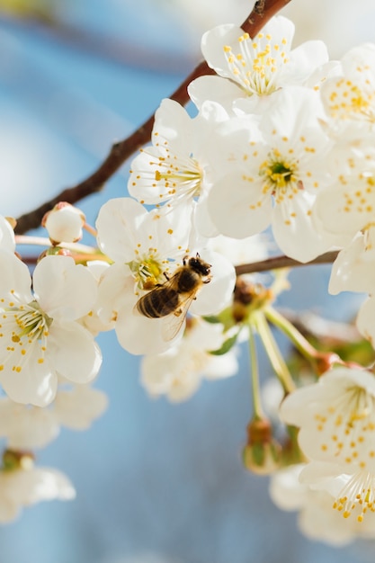 Witte bloemen op een tak