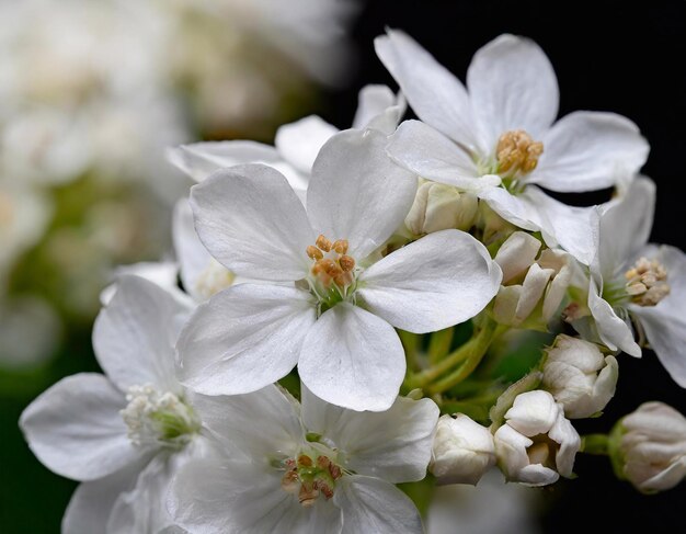 Witte bloemen op een zwarte achtergrond Gele diepte van het veld