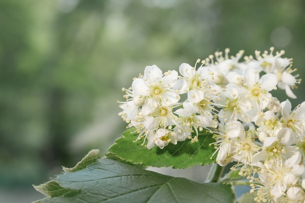 Witte bloemen op groen