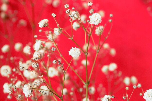 Witte bloemen op rode achtergrond