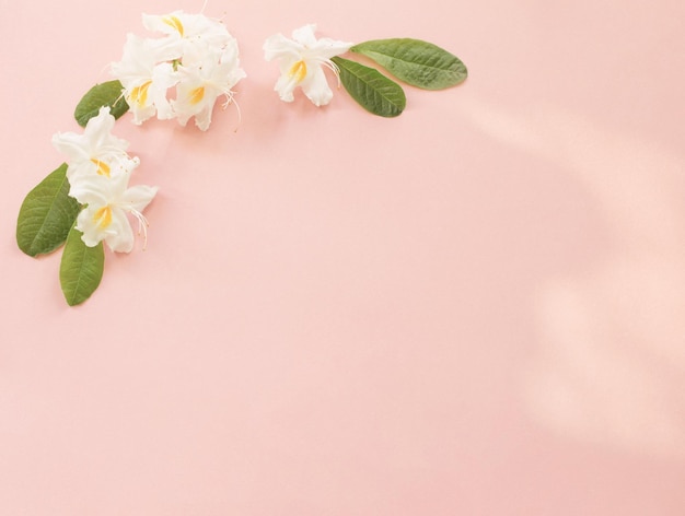 witte bloemen op roze papieren achtergrond