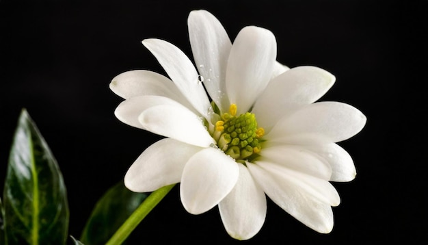 witte bloemen op zwarte achtergrond