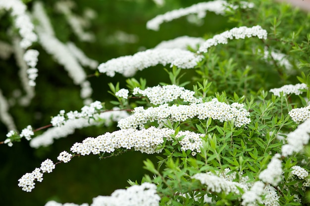 Witte bloemen Spiraea op tak op groene muur. Spiraea Cinerea Grefsheim die in de lentetuin bloeien. Bush van witte bloemen in het voorjaar. Tuinieren. Huis & Tuin. Groene bladeren, struiken. Spirea Wangutta