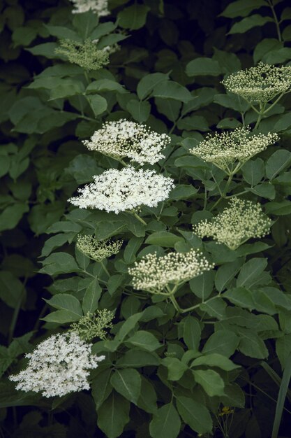 Foto witte bloemen struik voor wallpaper achtergrond voor tekst