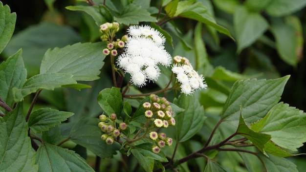 Foto witte bloemen van ageratina adenophora ook bekend als maui pamakani mexicaanse duivel sticky snakeroot catweed crofton onkruid catspaw white thoroughwort