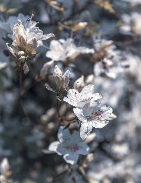 Witte bloemen van azalea