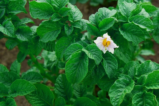 witte bloemen van bloeiende aardappelen die in een huistuin groeien growing